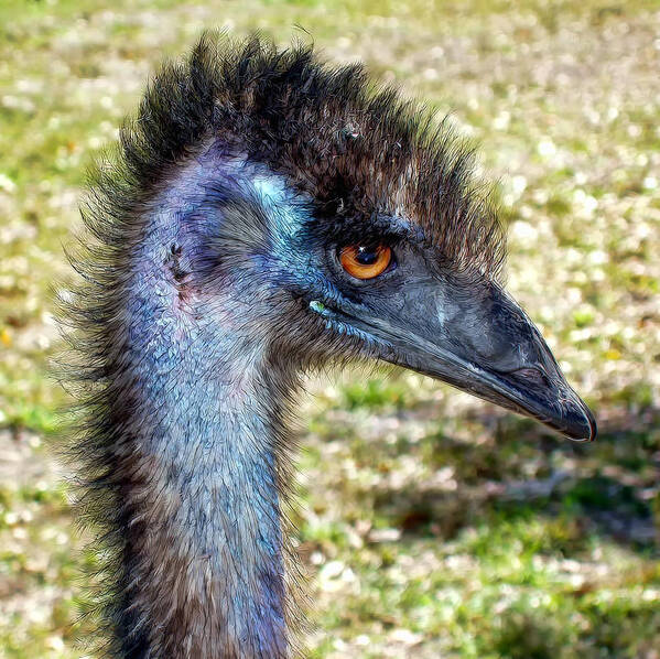 Ostrich Poster featuring the photograph Ostrich 1 by Dawn Eshelman