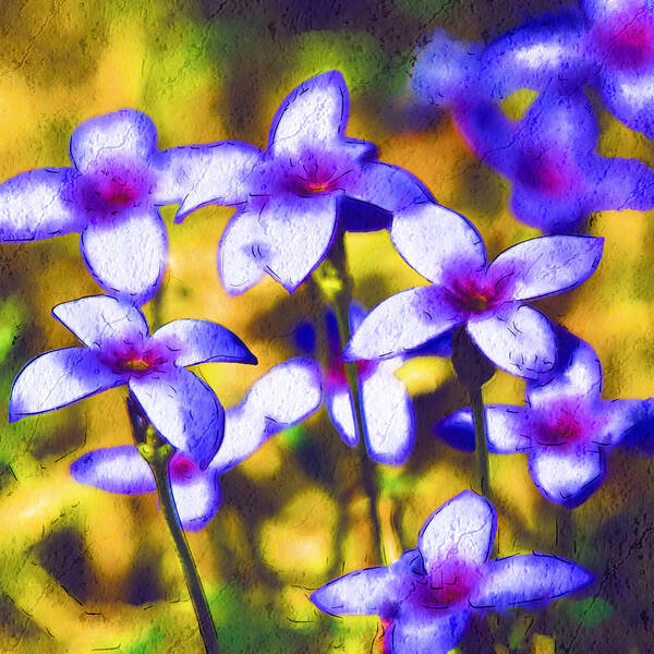 Houstonia Pusilla Poster featuring the photograph Painted Bluets by Kathy Clark