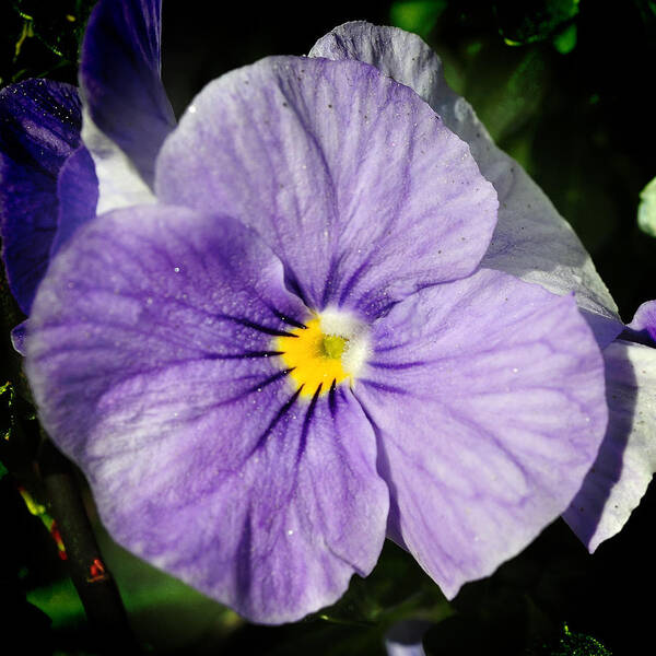 Pansy Poster featuring the photograph Pansy Bloom by George Taylor