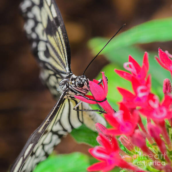 Butterfly On Flower Poster featuring the photograph Paper Kite Butterfly on Flower by Tamara Becker