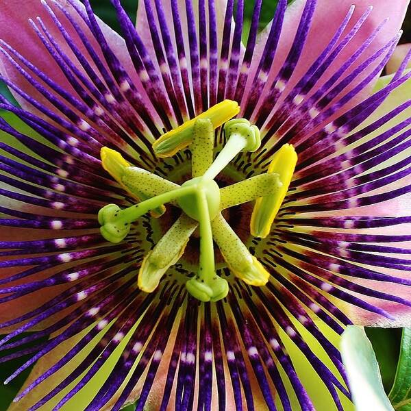 Flora Poster featuring the photograph Passiflora by Bruce Bley