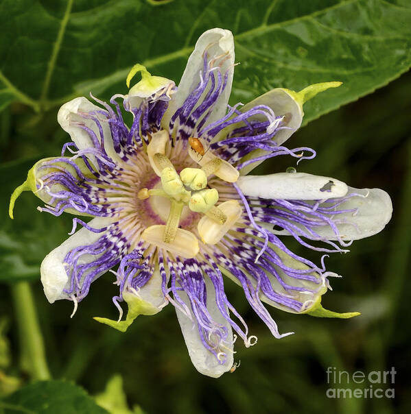 Flower Poster featuring the photograph Passionflower in Blueberry Patch by Gerald Grow