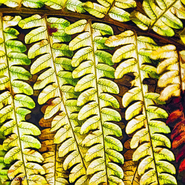  Poster featuring the photograph Patterns in Cinnamon Fern by Don Vine