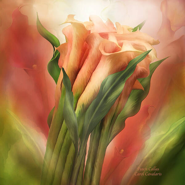 Calla Lilies Poster featuring the mixed media Peach Callas by Carol Cavalaris