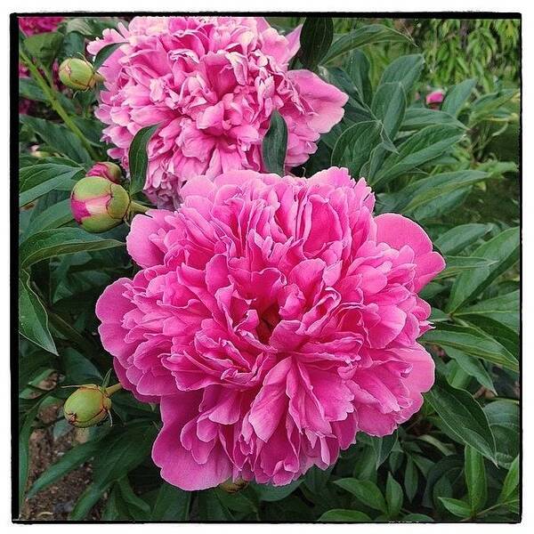 Peonies Poster featuring the photograph Peonies by Paul Cutright