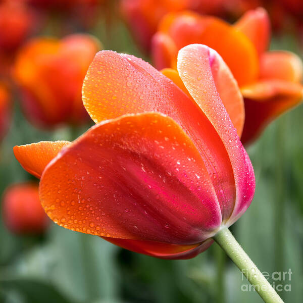 Orange Tulip Photography Print Poster featuring the photograph Persimmon Tulip by Lucid Mood