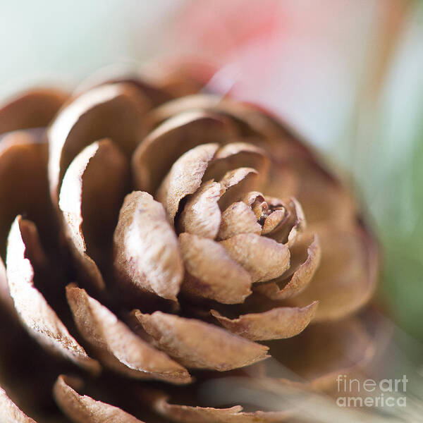 Photography Poster featuring the photograph Pine Cone by Ivy Ho