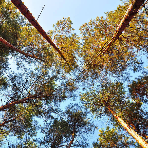 Late October Poster featuring the photograph Pines in the October Wind by Silva Wischeropp