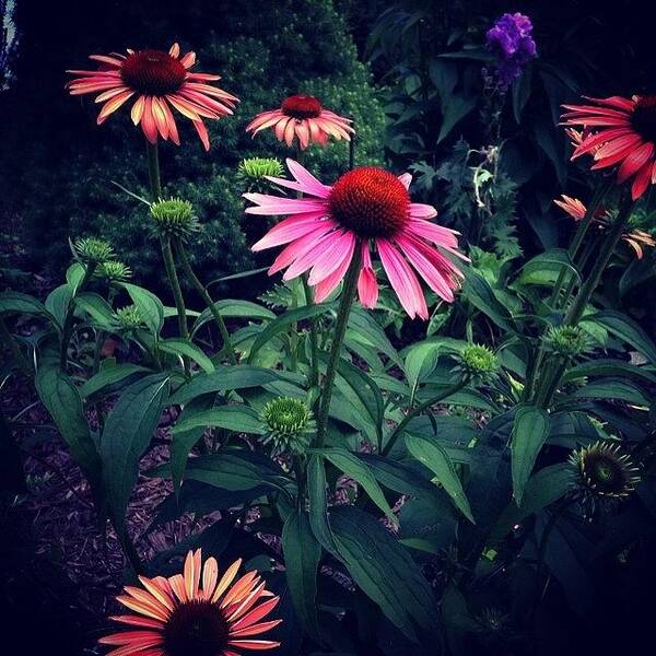 Coneflower Poster featuring the photograph Pink And Orange by Frank J Casella