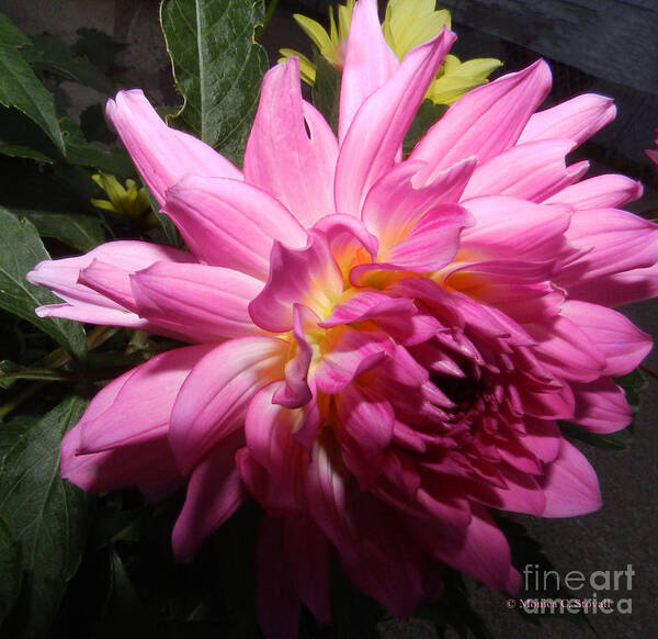 Dahlia Pink Blooming Poster featuring the photograph Pink Dahlia Opening Collection No. P55 by Monica C Stovall