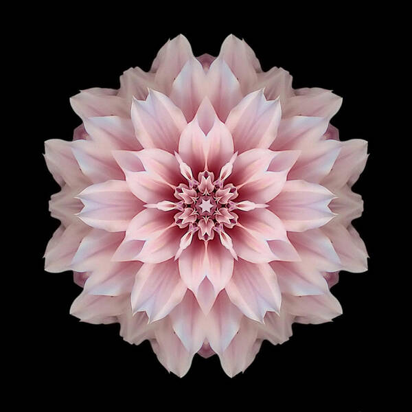 Flower Poster featuring the photograph Pink Dahlia Flower Mandala by David J Bookbinder