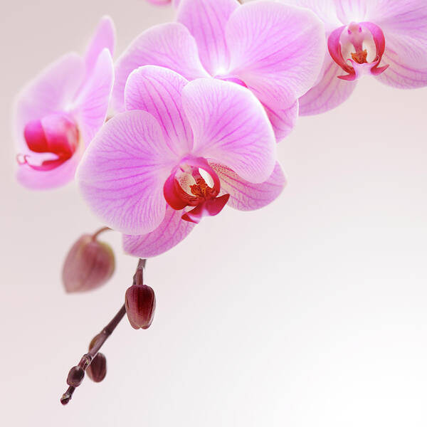 Saturated Color Poster featuring the photograph Pink Orchid by Moncherie