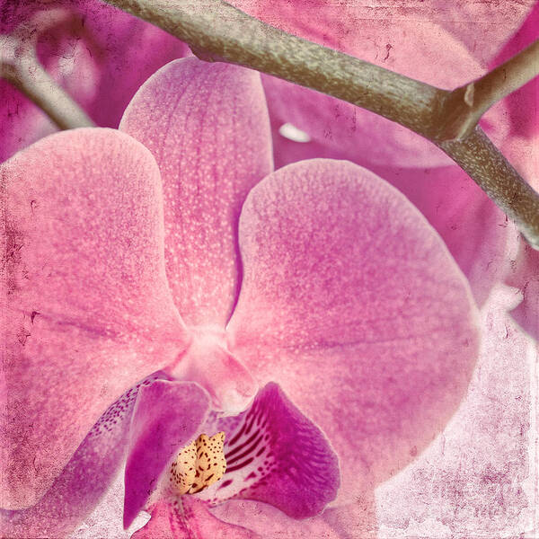 Orchid Poster featuring the photograph Pink Orchids 3 by Sabine Jacobs