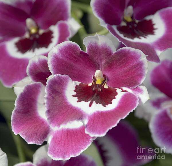 Orchid Poster featuring the photograph Pink Pansy Orchid by Terri Winkler