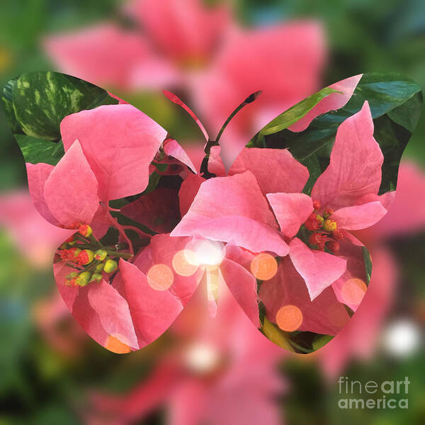 Butterfly Poster featuring the digital art Pink Poinsettia Butterfly by Beverly Claire Kaiya