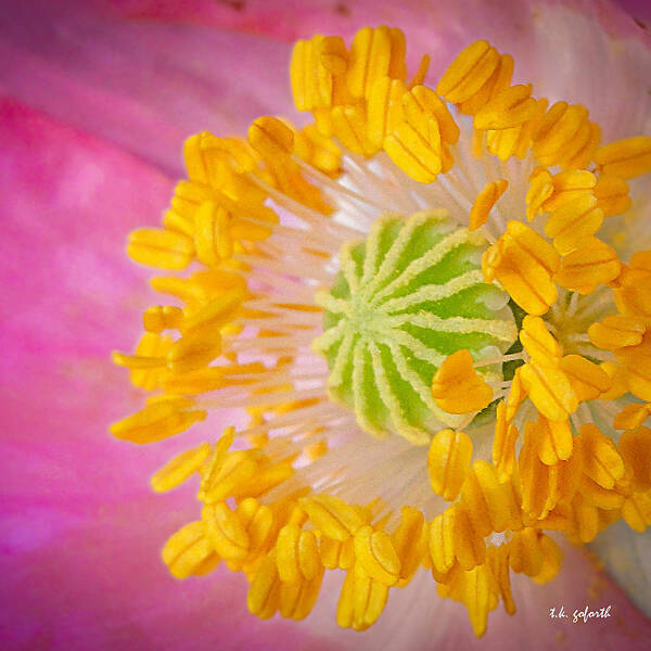 Pink Poppy Poster featuring the photograph Pink Poppy Too Squared by TK Goforth