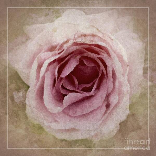 Rose Poster featuring the photograph Pink Textured Rose by Patricia Strand