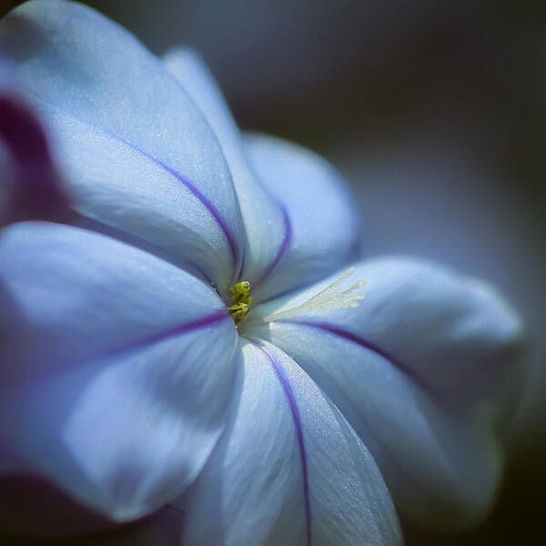 Blue Poster featuring the photograph Plumbago by Maria Robinson