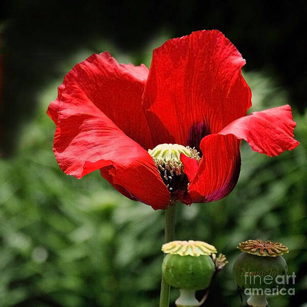 Nava Jo Thompson Poster featuring the photograph Poppy Flower by Nava Thompson