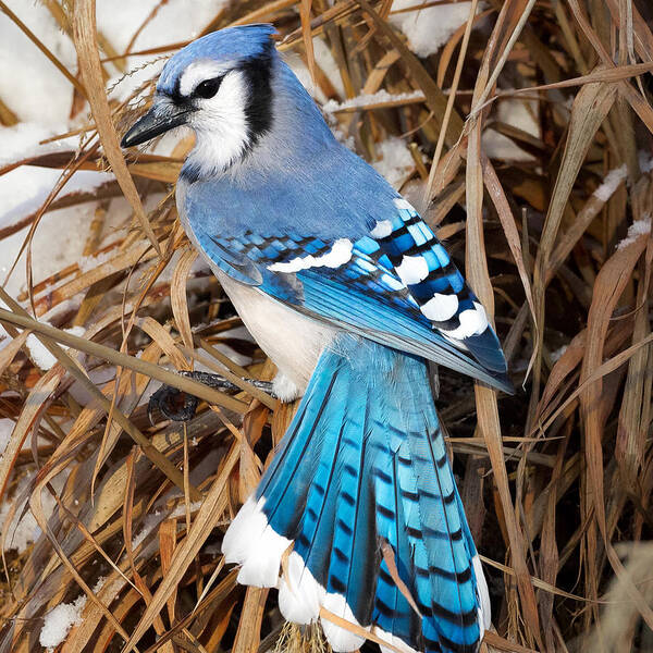 Backyard Bird Poster featuring the photograph Portrait Of A Blue Jay Square by Bill Wakeley