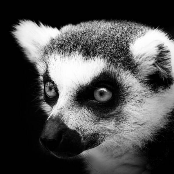 Lemur Poster featuring the photograph Portrait of Lemur in black and white by Lukas Holas