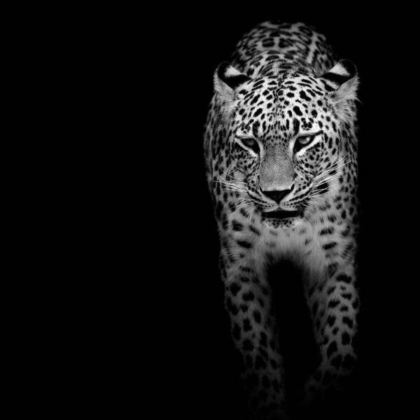 Leopard Poster featuring the photograph Portrait of Leopard in black and white II by Lukas Holas