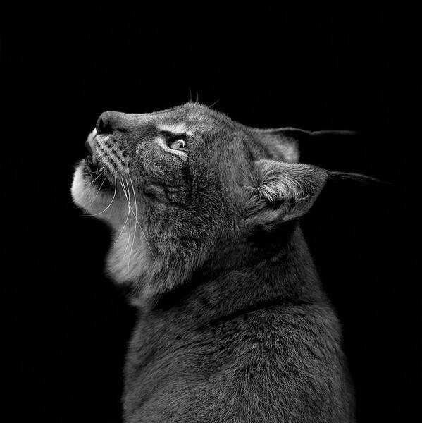 Lynx Poster featuring the photograph Portrait of Lynx in black and white by Lukas Holas