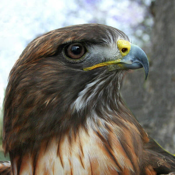 Bird Poster featuring the photograph Portrait Of Red-Shouldered Hawk by Ben and Raisa Gertsberg