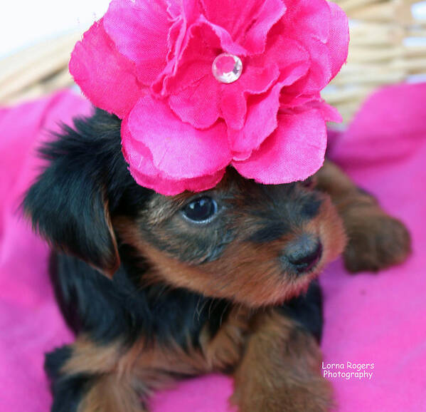 Yorkie Poster featuring the photograph Pretty in Pink by Lorna Rose Marie Mills DBA Lorna Rogers Photography