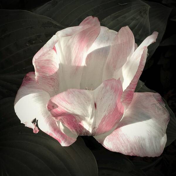 Tulip Poster featuring the photograph Pretty in Pink by Photographic Arts And Design Studio