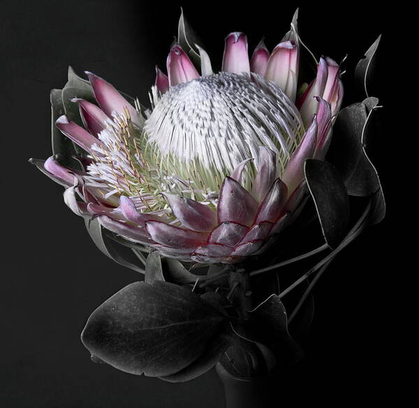 Vase Poster featuring the photograph Protea by By Sigi Kolbe