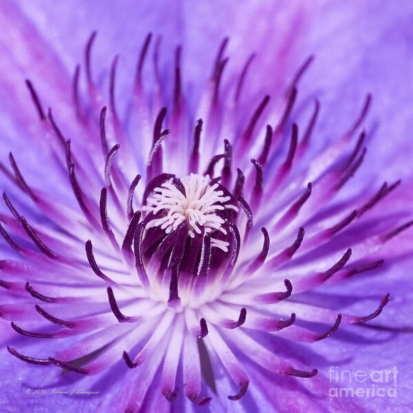 Clematis Poster featuring the photograph Purple Clematis by Richard J Thompson 