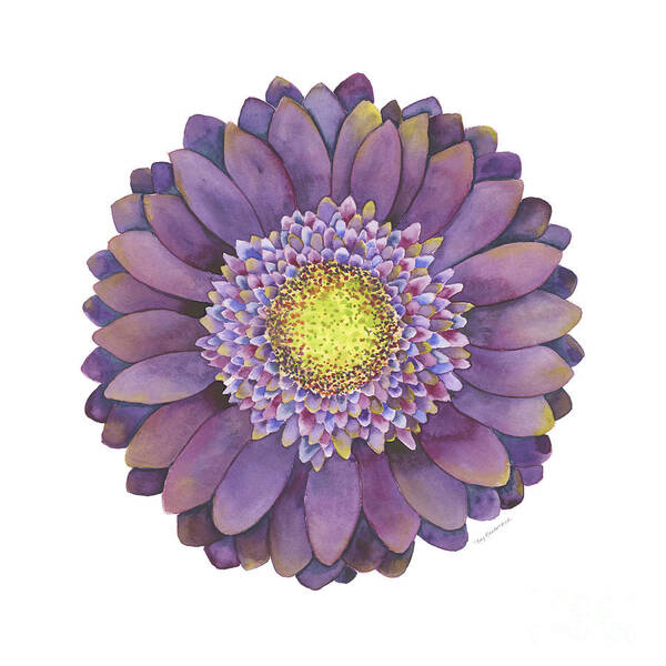 Flower Poster featuring the painting Purple Gerbera Daisy by Amy Kirkpatrick
