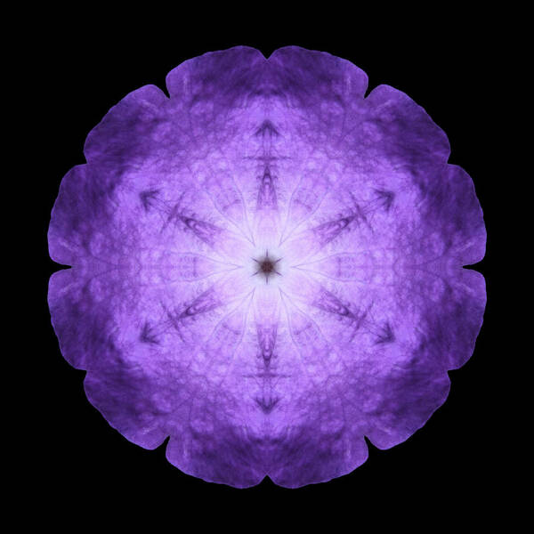 Flower Poster featuring the photograph Purple Petunia I Flower Mandala by David J Bookbinder