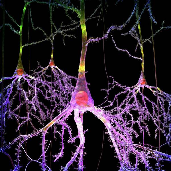 Pyramidal Cell Poster featuring the photograph Pyramidal Nerve Cells by Russell Kightley