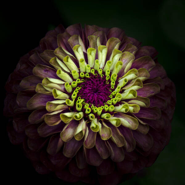 Zinnia Poster featuring the photograph Queen Red Lime Zinnia by Julie Palencia