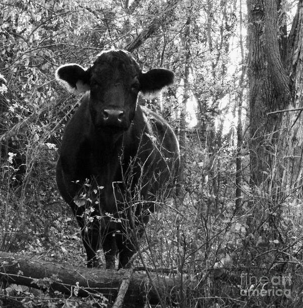 Cow Pictures Poster featuring the photograph Quiet Companion by J L Zarek