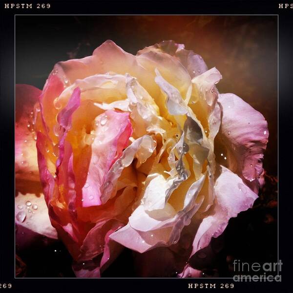 Raindrops Poster featuring the photograph Rainy Rose by Denise Railey