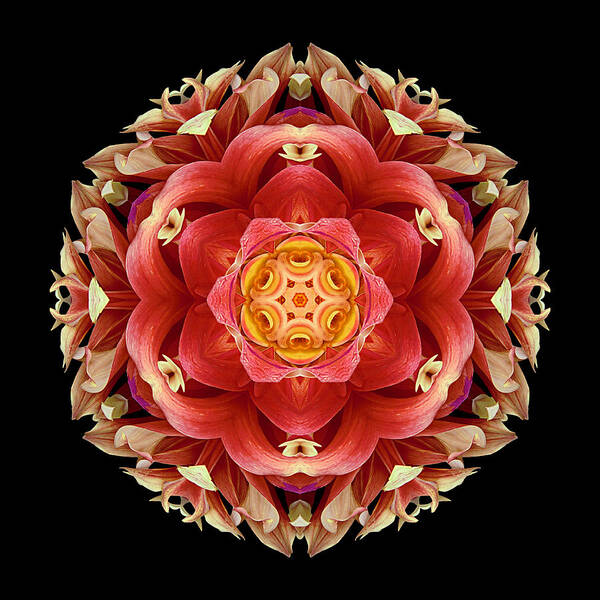 Flower Poster featuring the photograph Red and Yellow Dahlia III Flower Mandala by David J Bookbinder