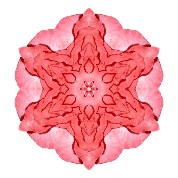 Flower Poster featuring the photograph Red Begonia II Flower Mandala White by David J Bookbinder