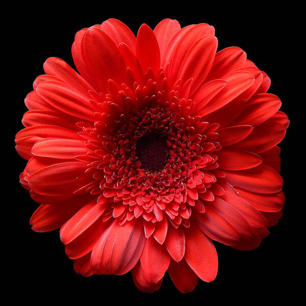Flowers Poster featuring the photograph Red Gerbera Still Life Flower Art Poster by Lily Malor