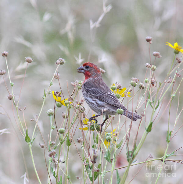 Animal Poster featuring the photograph Red House Finch in Flowers by Robert Frederick