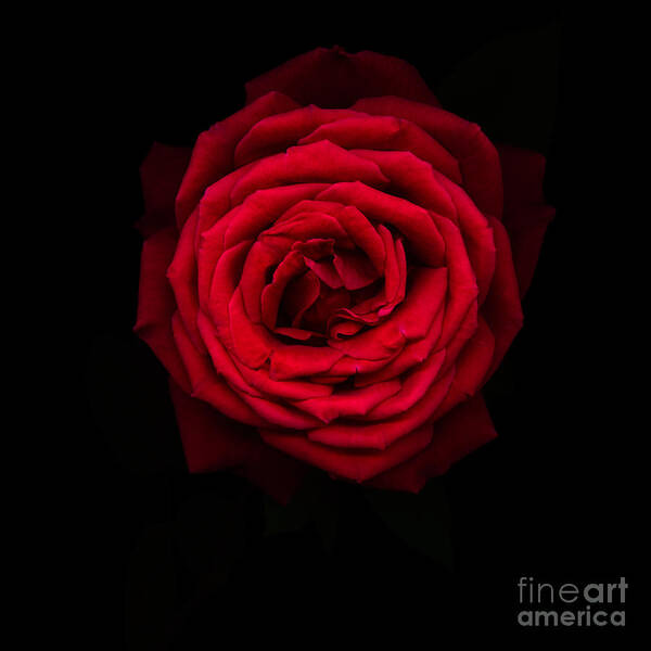 Black Poster featuring the photograph Red rose 2 by Oscar Gutierrez