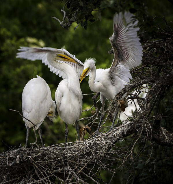 Rookery Poster featuring the photograph Restless Teenage Egrets by Donald Brown