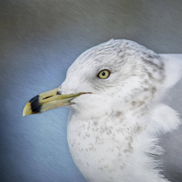 Seagull Poster featuring the photograph Ring Bill Gull Portrait by Cathy Kovarik
