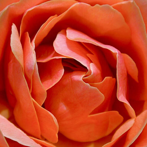 Rose Poster featuring the photograph Rose Abstract by Rona Black