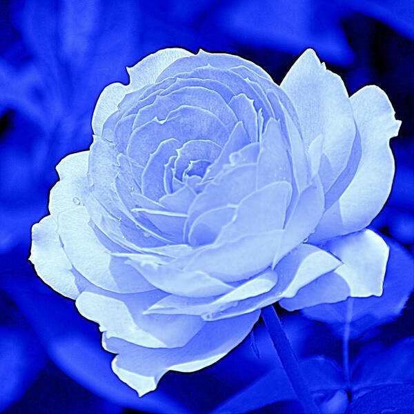Art Poster featuring the photograph Rose Blue III by Joan Han