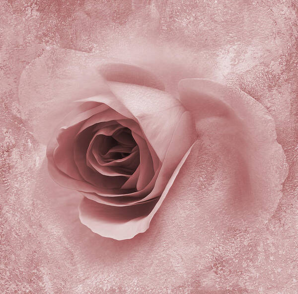 Roses Poster featuring the photograph Rose Love by Melinda Dreyer