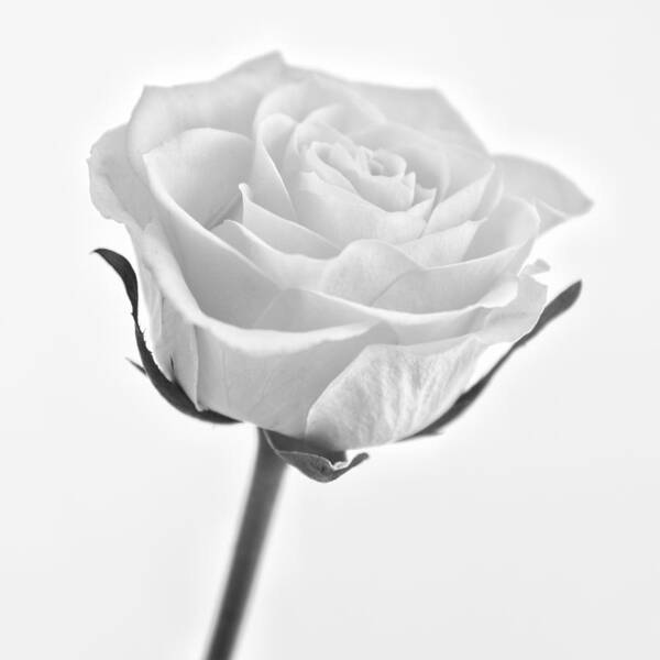 Mono Poster featuring the photograph Rose by Nigel R Bell