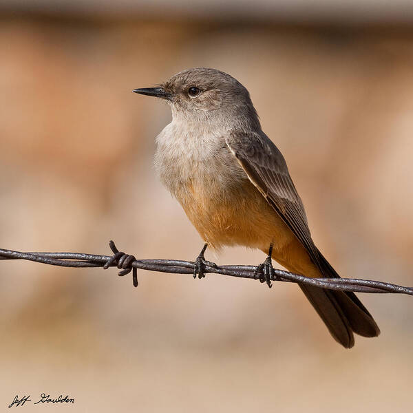 Animal Poster featuring the photograph Say's Phoebe on a Barbed Wire by Jeff Goulden